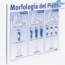 Morfologia del Poster - Morfologia del Piede