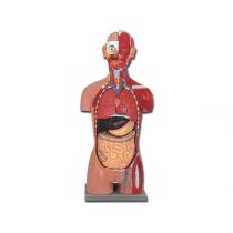 Torso Muscolare Schiena Aperta - Fornito con Guida su Cd Rom