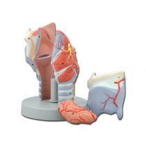 Modellino Anatomico Laringe