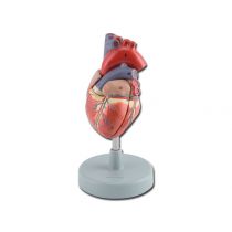 Modellino Anatomico Cuore a Grandezza Naturale - 2 Parti