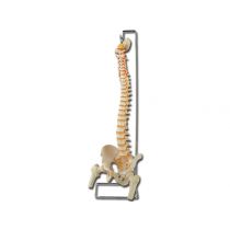Modellino Anatomico Colonna Vertebrale Flessibile con Bacino Completo