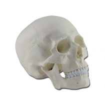 Modellino Anatomico Cranio Umano